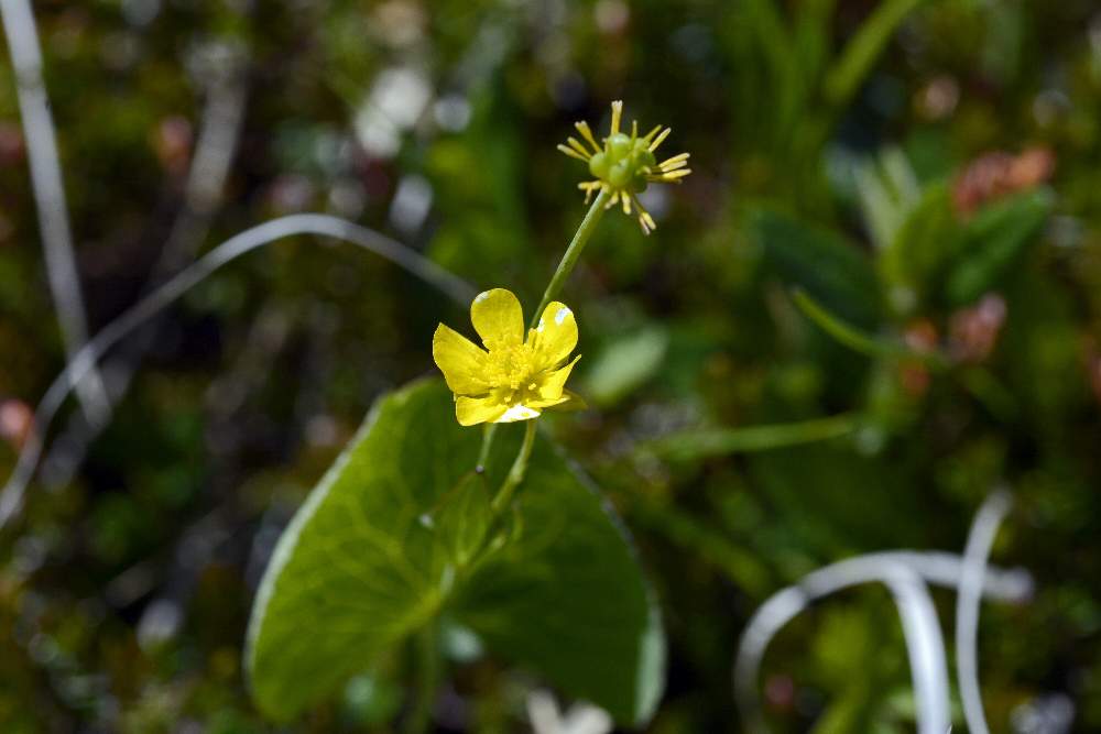 Ranunculus thora / Erba tora